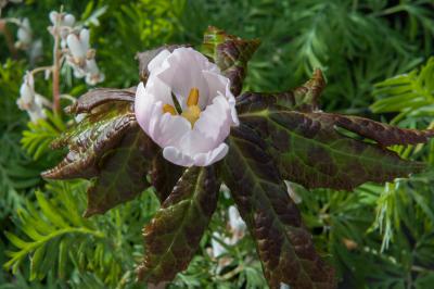 Podophyllum hexandrum (8115_1.jpg)