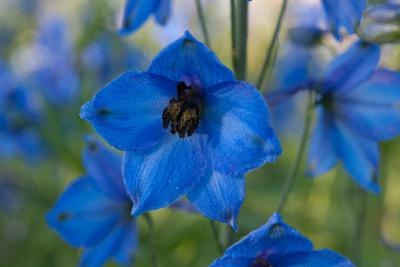 Delphinium 'Blaustrahl' (8175_0.jpg)