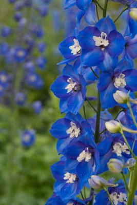 Delphinium 'Tropennacht' (8176_0.jpg)