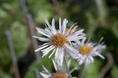 Erigeron pulchellus 'Meadow Muffin' (8193_0.jpg)