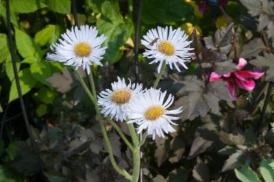 Erigeron pulchellus 'Meadow Muffin' (8193_1.jpg)