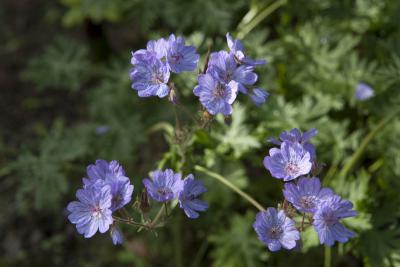 Geranium malviflorum (8196_0.jpg)