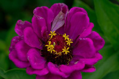 Zinnia elegans 'Purple Prince' (8201_1.jpg)