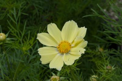 Cosmos bipinnatus 'Xanthos' (8208_0.jpg)