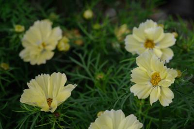 Cosmos bipinnatus 'Xanthos' (8208_1.jpg)