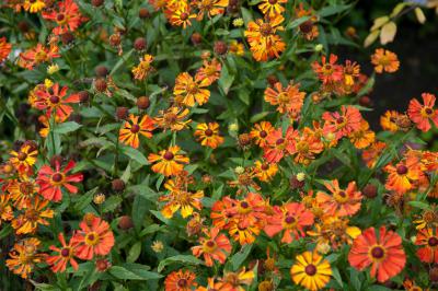 Helenium 'Little Orange' (8213_0.jpg)