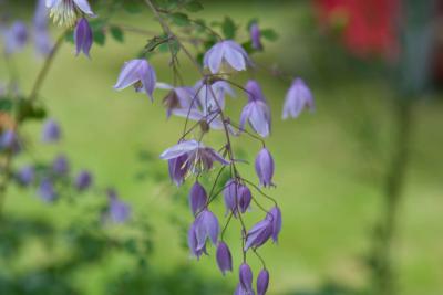 Thalictrum delavayi 'Hinckley' (8221_1.jpg)