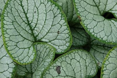 Brunnera macrophylla 'Silver Heart' (8224_0.jpg)