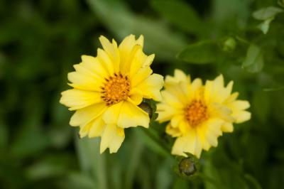 Coreopsis 'Solar Dance' (8233_0.jpg)