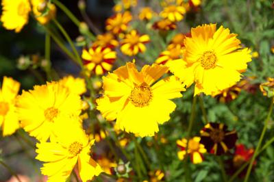 Coreopsis 'Schnittgold' (8239_1.jpg)