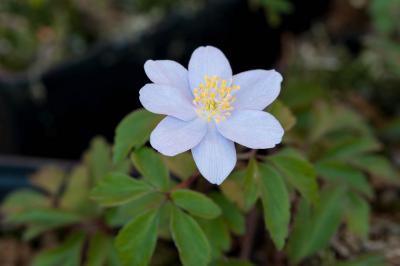 Anemone nemorosa 'Abendhimmel' (8246_0.jpg)