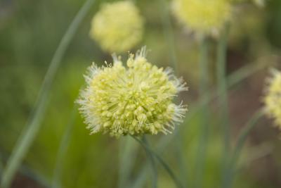 Allium obliquum (8256_0.jpg)