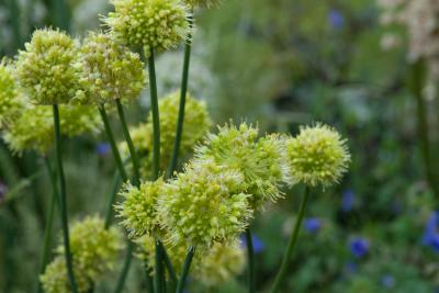 Allium obliquum (8256_1.jpg)