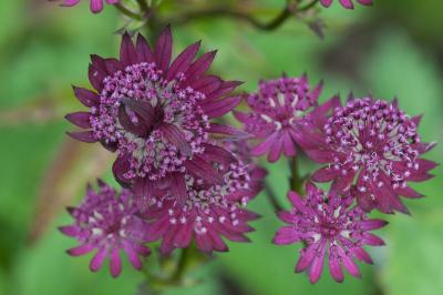 Astrantia major 'Hadspen Beauty' (8262_0.jpg)