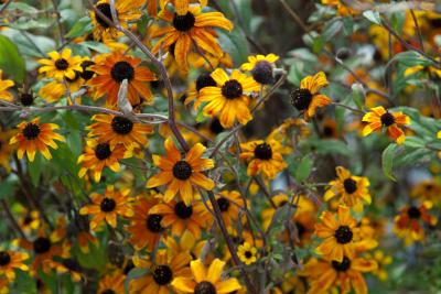 Rudbeckia triloba 'Prairie Glow' (8267_0.jpg)