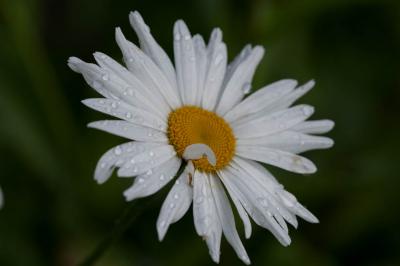 Leucanthemum 'Alaska' (8275_0.jpg)