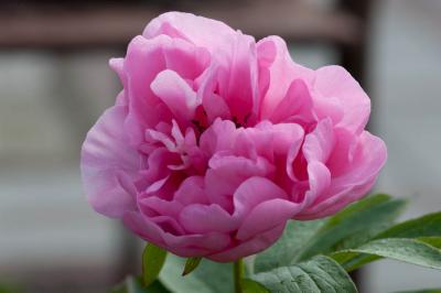 Paeonia 'Carnation Bouquet' (8278_1.jpg)
