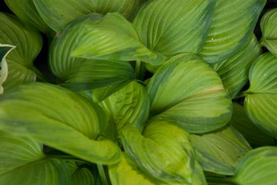 Hosta 'Stained Glass' (8302_0.jpg)