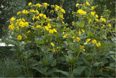 Silphium perfoliatum (832_0.jpg)