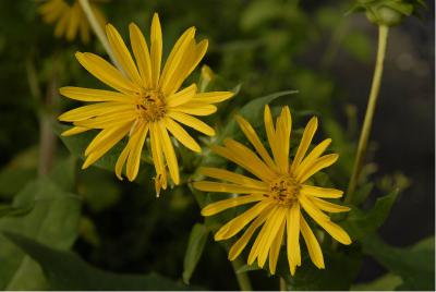 Silphium perfoliatum (832_1.jpg)