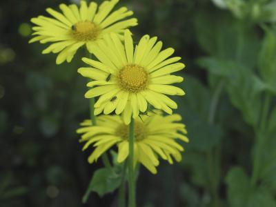 Doronicum pardalianches (8334_1.jpg)