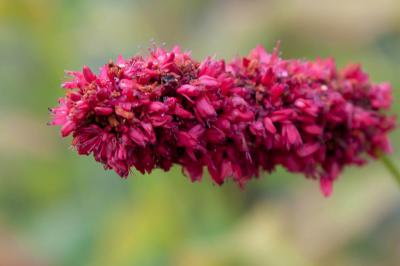 Persicaria amplexicaulis 'Black Adder' (8337_0.jpg)