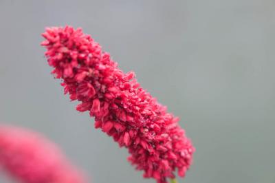 Persicaria amplexicaulis 'Black Adder' (8337_1.jpg)