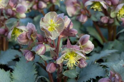 Helleborus x sternii 'Silver Shadow' (8338_0.jpg)