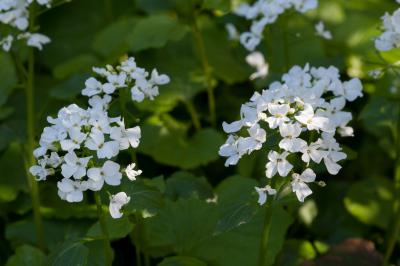 Pachyphragma macrophyllum (8340_1.jpg)