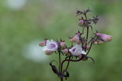 Penstemon digitalis 'Dark Towers' (8341_0.jpg)