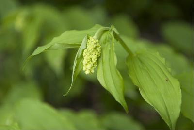 Smilacina racemosa (834_0.jpg)