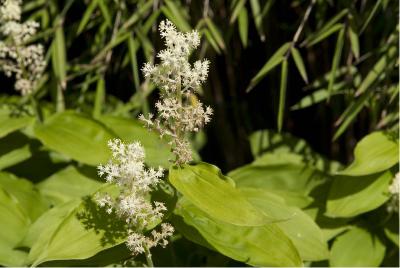 Smilacina racemosa (834_1.jpg)