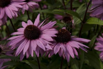 Echinacea purpurea 'Augustkönigin' (8359_0.jpg)