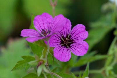 Geranium psilostemon (8366_0.jpg)