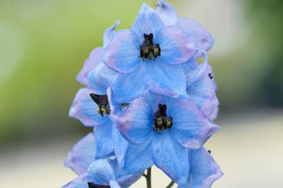 Delphinium 'Werratal' (8377_0.jpg)