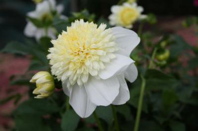 Dahlia 'Platinum Blonde' (8388_0.jpg)