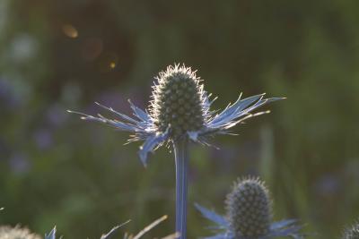 Eryngium 'Jos Eijking' (8392_1.jpg)