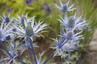 Eryngium 'Jos Eijking' (8392_2.jpg)