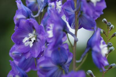 Delphinium 'Gewitterstimmung' (8413_0.jpg)