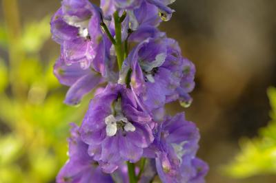 Delphinium 'Gewitterstimmung' (8413_1.jpg)