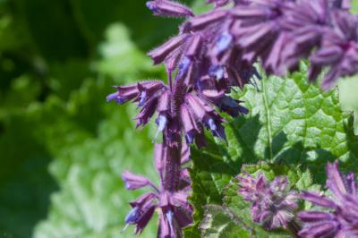 Salvia verticillata 'Endless Love' (8416_0.jpg)