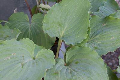 Hosta 'Sky Dancer' (8424_0.jpg)