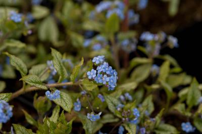 Brunnera macrophylla 'Silver Spear' (8436_0.jpg)