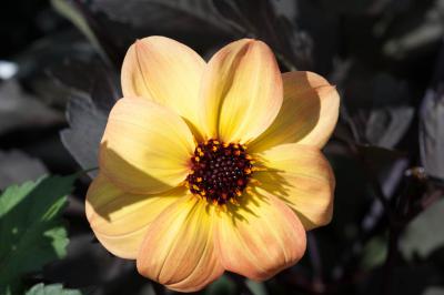 Dahlia 'Mystic Haze' (8437_0.jpg)