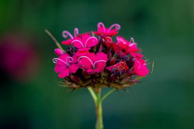 Dianthus cruentus (8456_0.jpg)