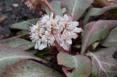 Chrysosplenium macrophyllum (8461_0.jpg)