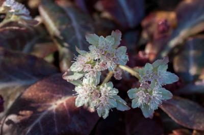 Chrysosplenium macrophyllum (8461_1.jpg)