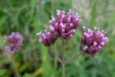 Verbena bonariensis 'Cloud' (8477_0.jpg)