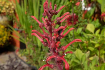 Lobelia tupa (8485_0.jpg)