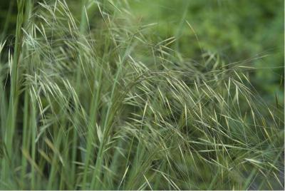 Stipa gigantea (848_1.jpg)